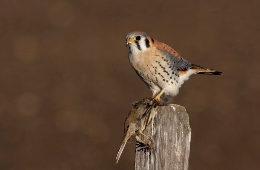 Ave depredadora que se alimenta de aves más pequeñas