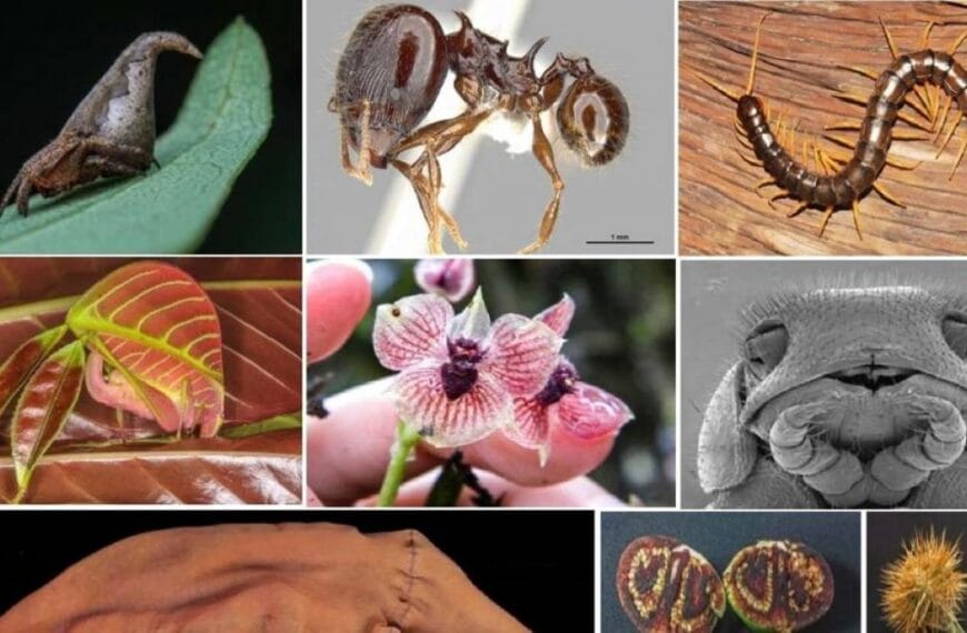 Cada animal o planta, representativo de su especie, tiene su encanto 🌿