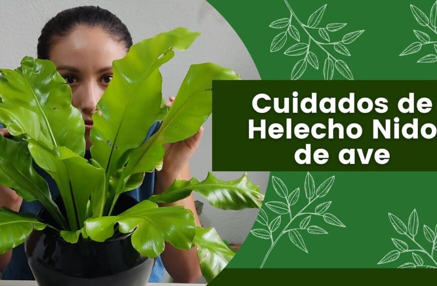 Como Cuidar El Helecho Aleman
