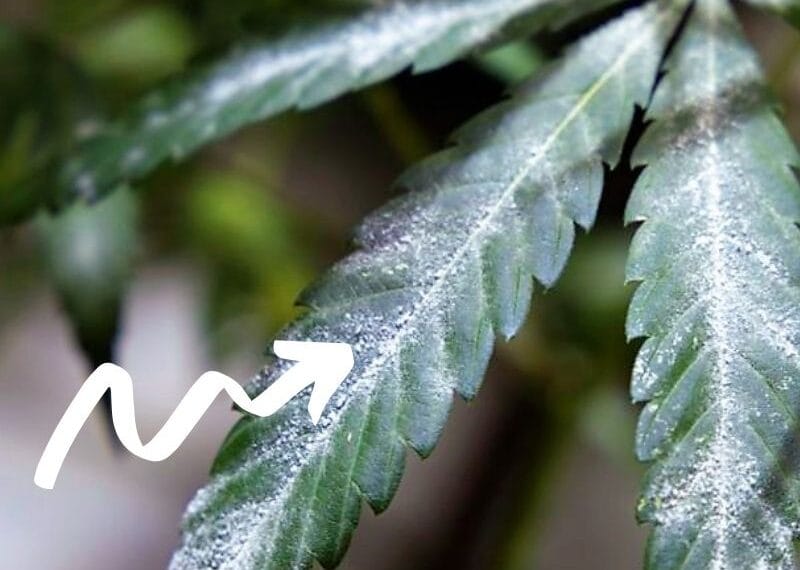 Cómo curar puntos blancos en las hojas de marihuana