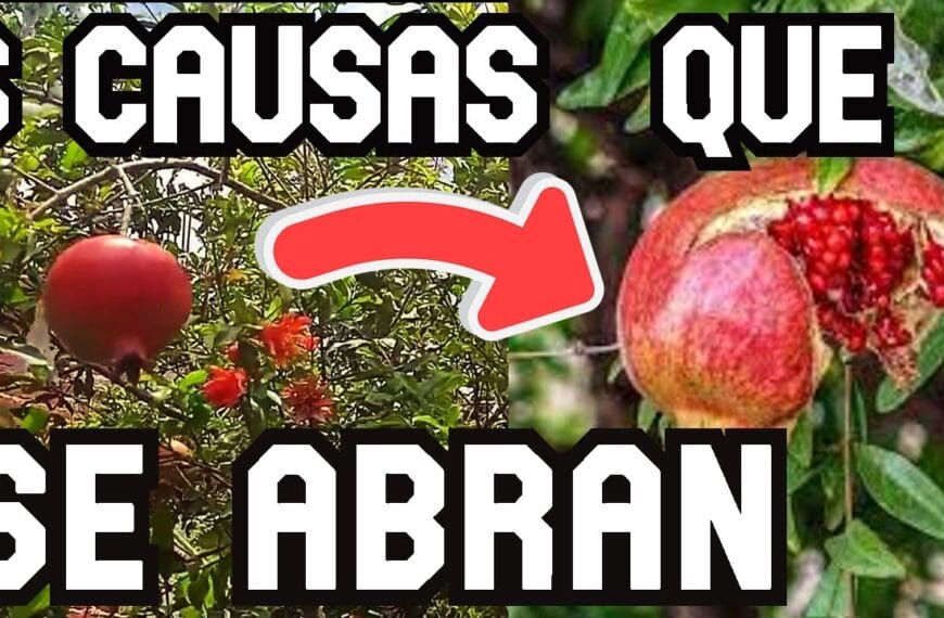 Cómo prevenir que las granadas se rajen en el árbol