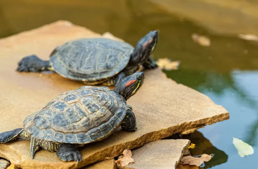 ¿Cuánto puede aguantar una tortuga sin comer?