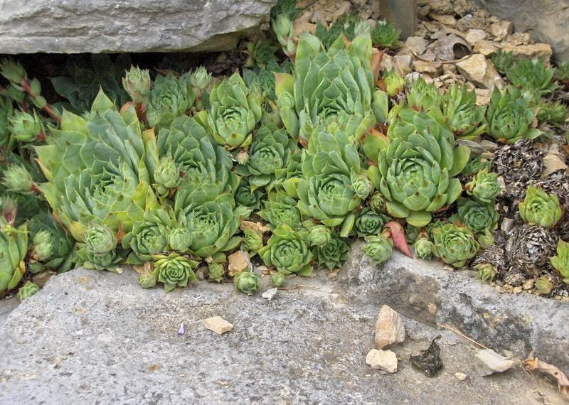 Descubre dónde encontrar la planta siempreviva: un tesoro natural en tu hogar