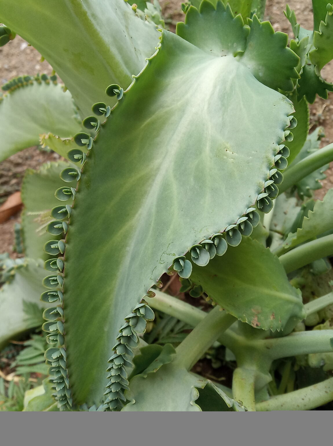 Descubre el MISTERIO: Reproducción de la Mala Madre