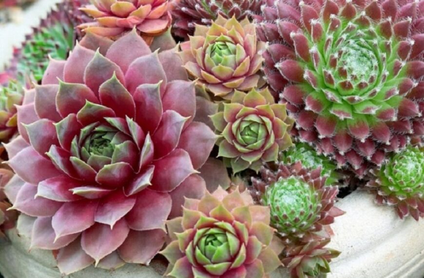 Descubre la increíble variedad: ¿Cuántas clases de siemprevivas existen?