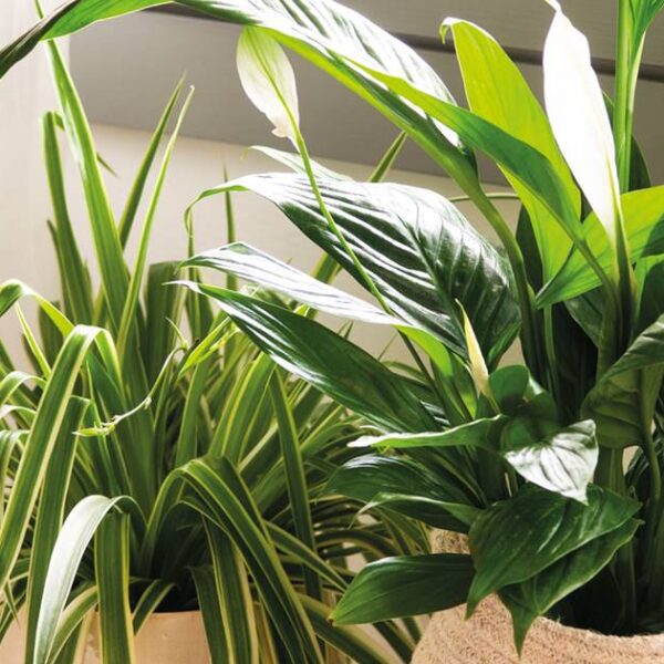 Descubre las mejores semillas para sembrar y llenar tu hogar de hermosas plantas de interior