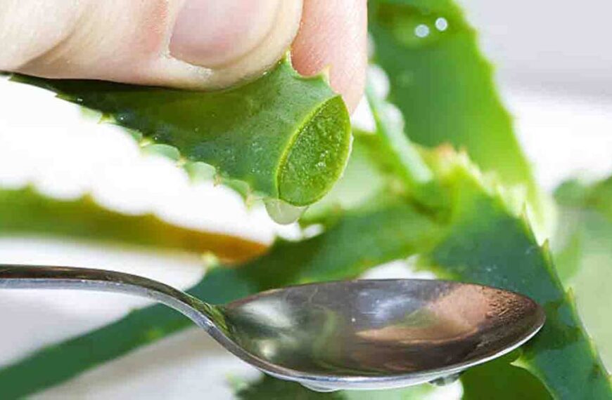 Descubre las razones por las que el aloe vera cambia de color a amarillo