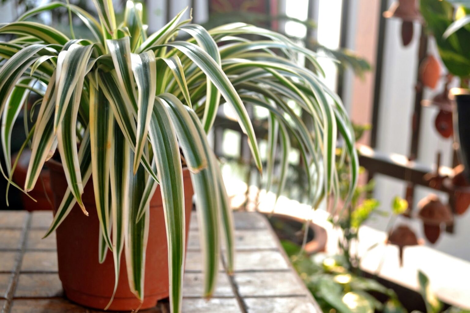 Descubre las sorprendentes propiedades curativas de la mala madre en ...