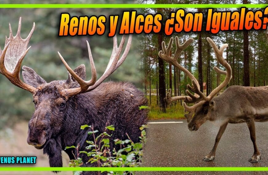 Distinción entre alce y reno: conoce sus diferencias