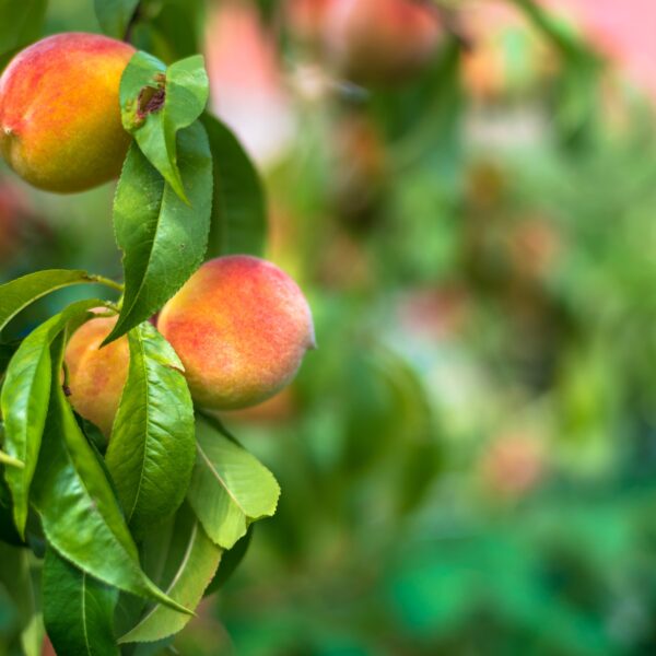 Guía completa: Cómo plantar un hueso de durazno y cultivar tu propio árbol frutal