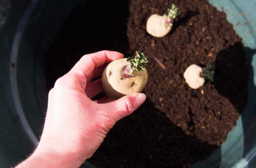 Guía completa: Distancia correcta para plantar patatas en casa