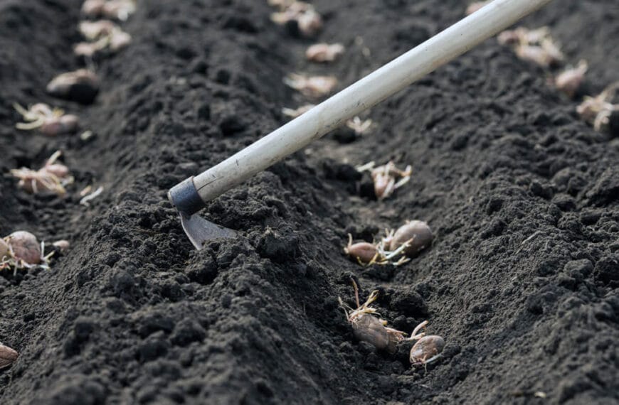 Guía completa: momento ideal para regar las patatas tras la siembra