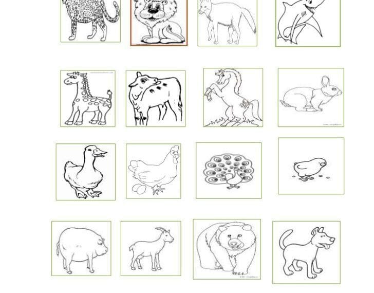 Guía de Animales Carnívoros, Herbívoros y Omnívoros para Imprimir