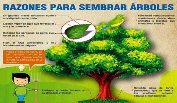 La importancia de plantar un árbol: beneficios naturales y compromiso ambiental.