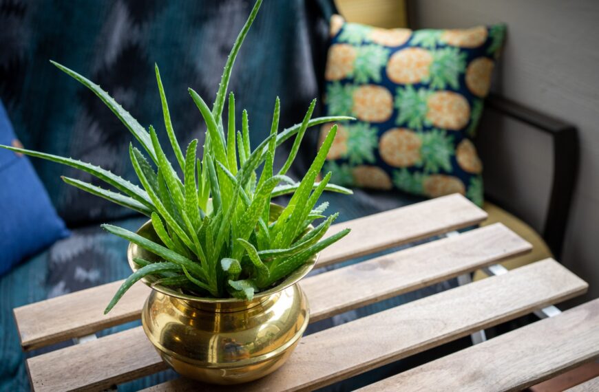 Maximiza la energía positiva en tu hogar: ¿Dónde colocar la sábila según el Feng Shui?