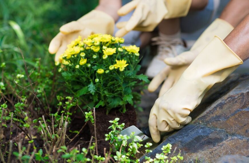 Plantar una planta: nuestro objetivo principal en el mundo de la jardinería