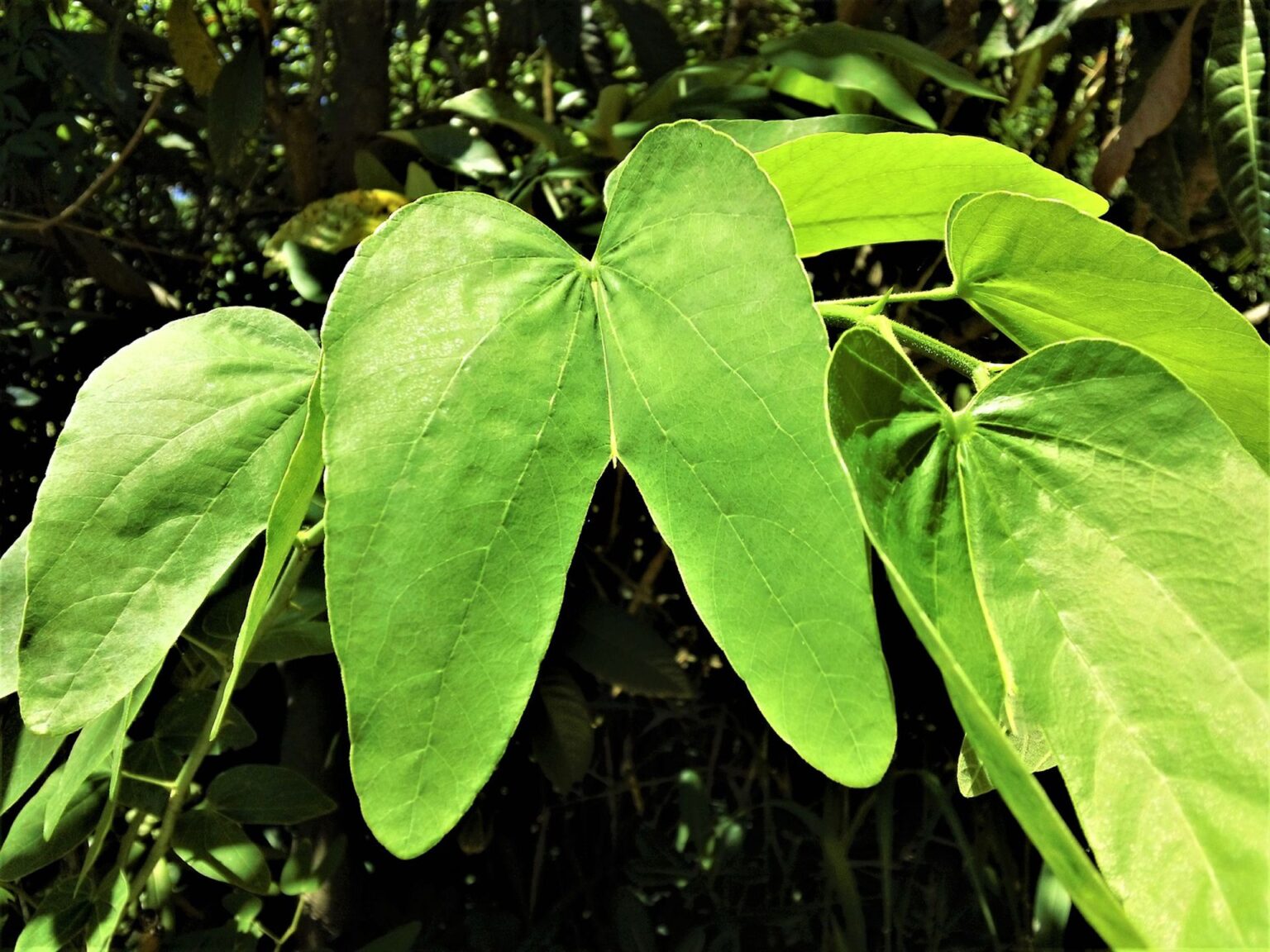 Que Pasa Si Tomo Te De Pata De Vaca