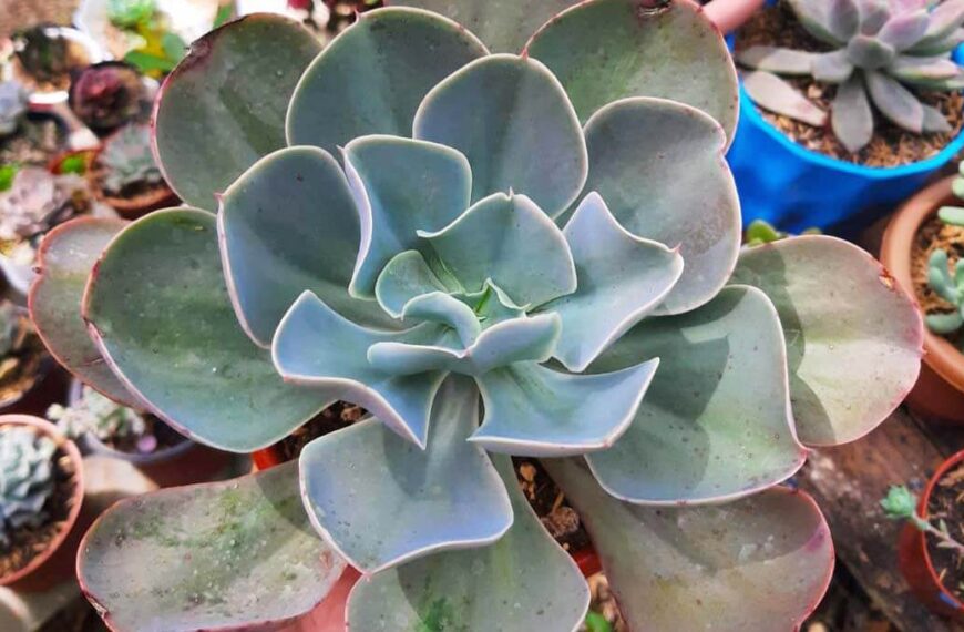 Reproducción de Gibbiflora: Una guía paso a paso para propagar tus plantas de interior.