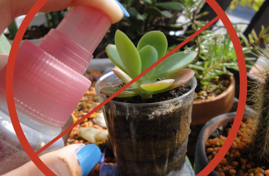 Secretos para regar suculentas: ¿Cuántas veces realmente necesitan agua?