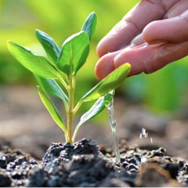 Sembrar árboles: la clave para un futuro más verde