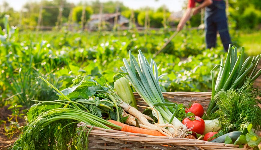 Sembrar plantas para cosechar frutos exquisitos