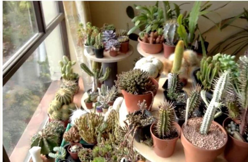 Sobreviviendo el frío: Todo lo que necesitas saber sobre tus suculentas en invierno