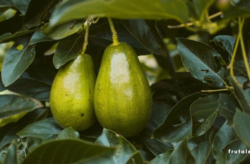 Tiempo de espera para que un aguacate dé frutos