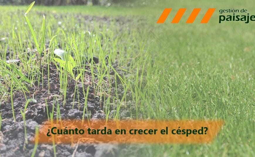 Tiempo estimado para el crecimiento del césped en interiores