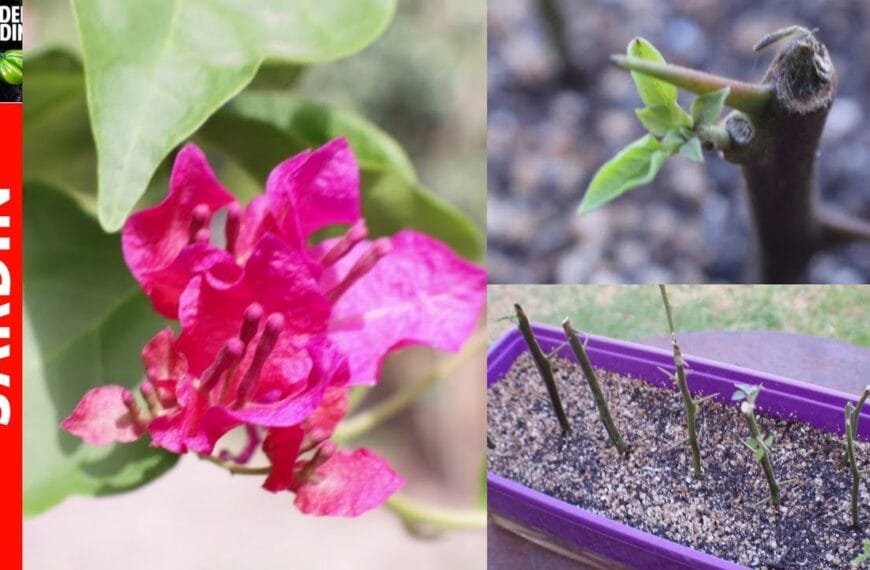 Tiempo necesario para que un esqueje de buganvilla enraíce correctamente